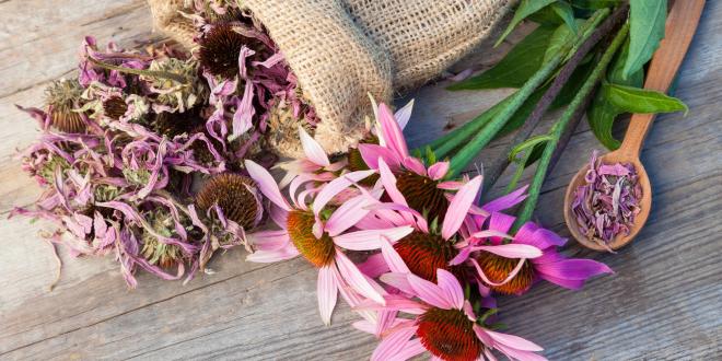 dried echinacea flowers