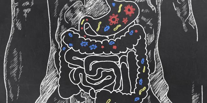 A cartoon diagram of the digestive system, with healthy bacteria