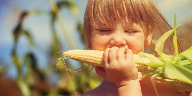 young girl eating organic corn on the cob